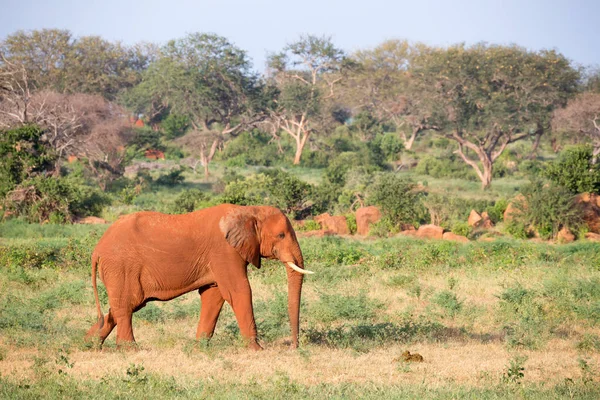 A big red elephant walks through the savannah between many plant