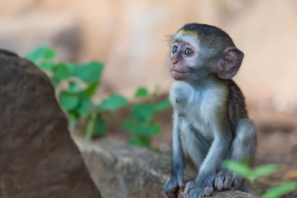 A little funny monkey is playing on the floor or on the tree