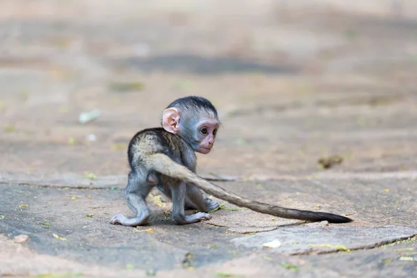 Un petit singe drôle joue sur le sol ou sur l'arbre — Photo