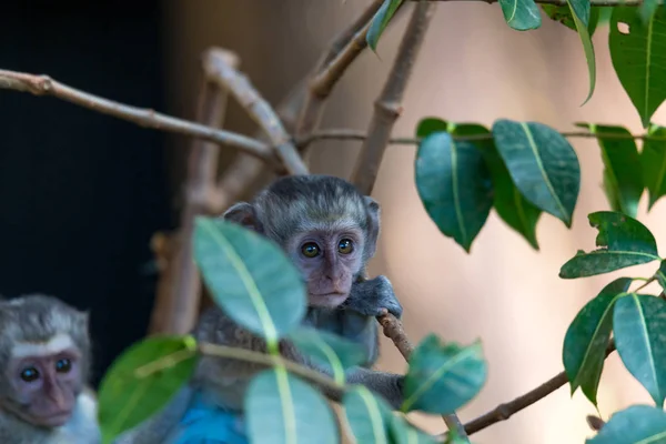 Маленькая забавная обезьянка играет на полу или на дереве — стоковое фото