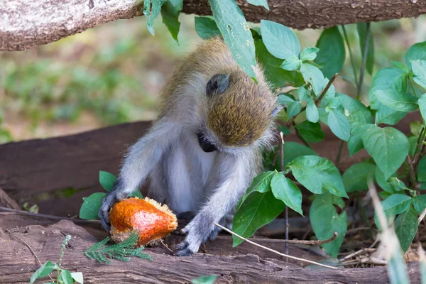 A Vervet majom talált egy gyümölcsöt, és megeszi — Stock Fotó