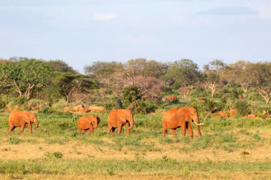 Kenya'dan geçerken büyük bir kırmızı fil ailesi. 