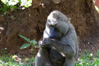 Bir babun bir meyve buldu ve üzerinde ısırıklar