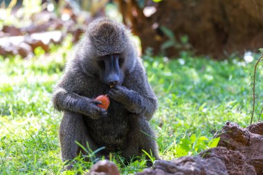 Bir babun bir meyve buldu ve üzerinde ısırıklar