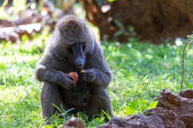 Bir babun bir meyve buldu ve üzerinde ısırıklar