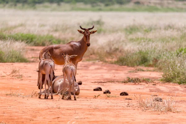 Uma família de antílopes Topi na savana queniana — Fotografia de Stock