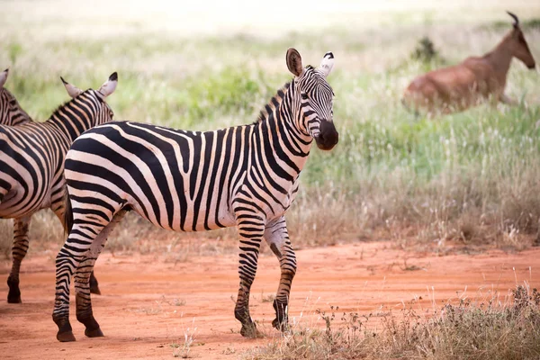 İki zebra bir savananın uçsuz bucaksız arazisinde duruyor. — Stok fotoğraf