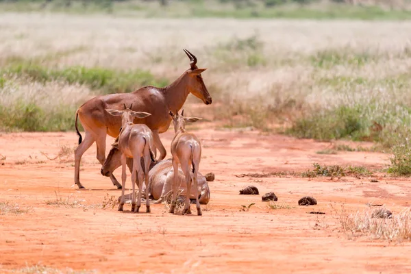 Uma família de antílopes Topi na savana queniana — Fotografia de Stock