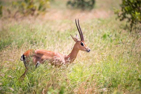 Une gazelle Grant marche entre les hautes herbes — Photo