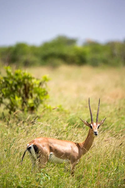 Une gazelle Grant marche entre les hautes herbes — Photo