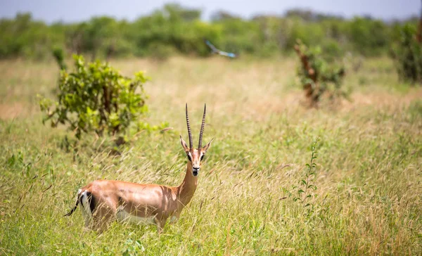Uma gazela Grant caminha entre a grama alta — Fotografia de Stock