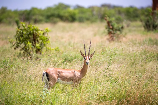 En Grant Gazelle går mellan högt gräs — Stockfoto