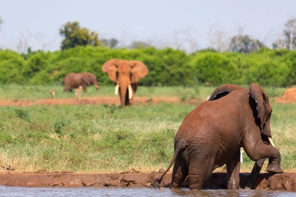 Οι κόκκινοι ελέφαντες κάνουν μπάνιο σε μια νερότρυπα στη μέση της σαβοάννας — Φωτογραφία Αρχείου