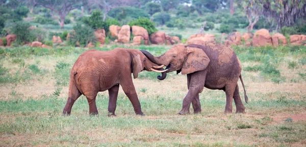 Dos grandes elefantes rojos tratan de luchar entre sí con los troncos — Foto de Stock