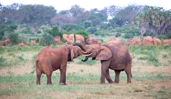 二つの大きな赤い象は、トランクでお互いに戦おうとします — ストック写真