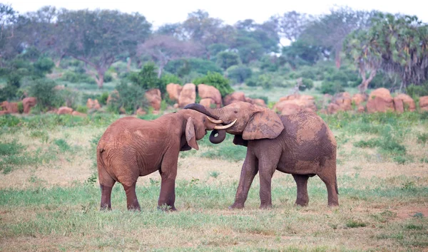Два больших красных слона пытаются драться друг с другом стволами. — стоковое фото