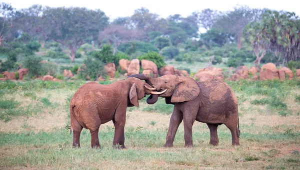 Twee grote rode olifanten proberen elkaar te bestrijden met de boomstammen — Stockfoto