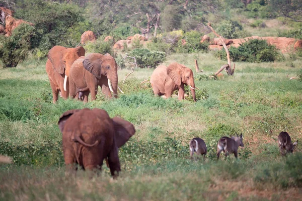 Большая семья красных слонов на пути через Кению — стоковое фото