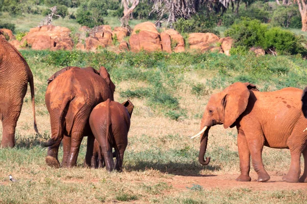 Una gran familia de elefantes rojos en su camino a través del Kenia — Foto de Stock