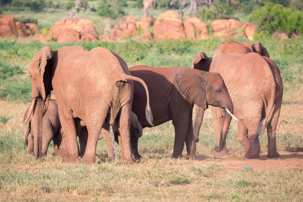 Una gran familia de elefantes rojos en su camino a través del Kenia — Foto de Stock