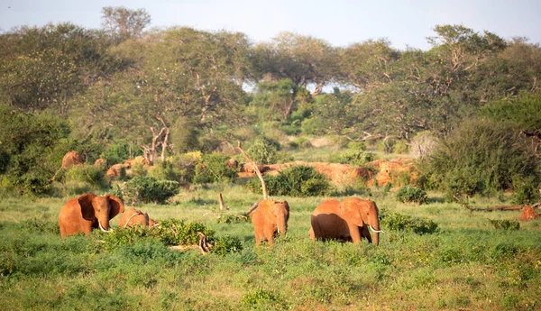 Una gran familia de elefantes rojos en su camino a través del Kenia — Foto de Stock