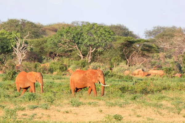 ケニアを通る途中の赤い象の大家族 — ストック写真