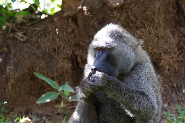 Un babuino ha encontrado una fruta y mordisquitos en ella — Foto de Stock