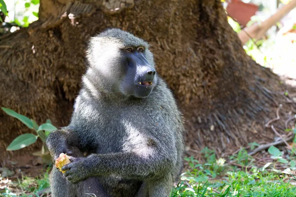 Um babuíno encontrou uma fruta e mordisca nela. — Fotografia de Stock