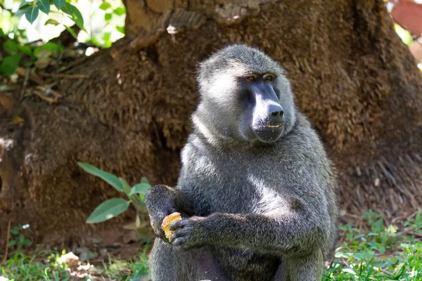 En bavian har funnet frukt og småbiter på den – stockfoto