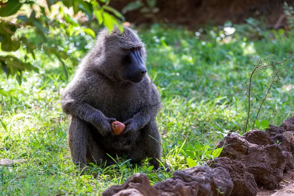 Bir babun bir meyve buldu ve üzerinde ısırıklar
