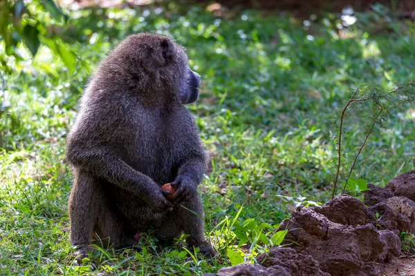 A baboon has found a fruit and nibbles on it — Stock Photo, Image