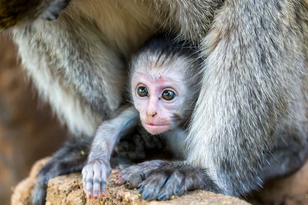 Vervet s malou dětskou opicí — Stock fotografie