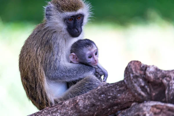 Семья Верве с маленькой обезьянкой — стоковое фото