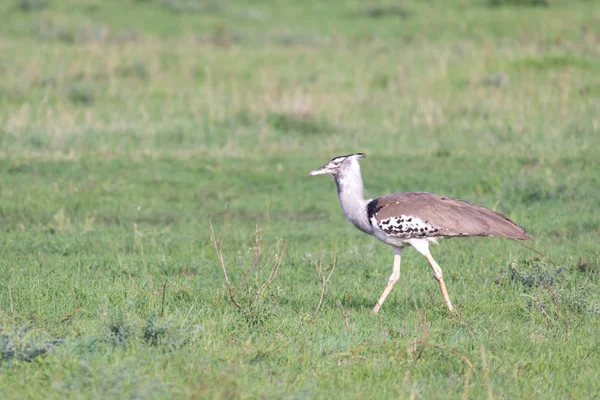 Aves nativas de Kenia en su entorno natural —  Fotos de Stock