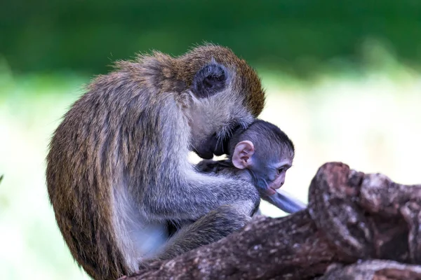 Vervet s malou dětskou opicí — Stock fotografie