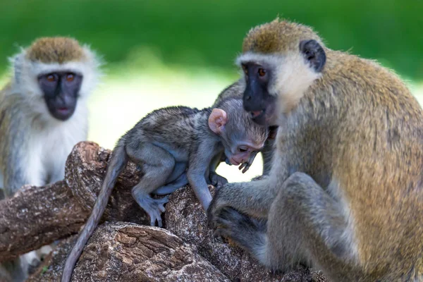 Uma família Vervet com um macaquinho bebé — Fotografia de Stock