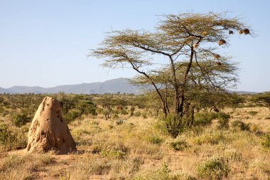 Bir karınca yuvası ve büyük bir ağaç ile Savanna