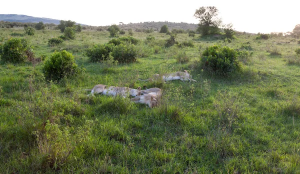 Una familia de leones descansa en la hierba de la sabana — Foto de Stock
