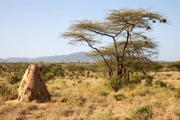 Саванна с муравейником и большим деревом — стоковое фото