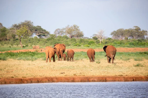 Duża rodzina czerwonych słoni na drodze przez kenijskiego — Zdjęcie stockowe