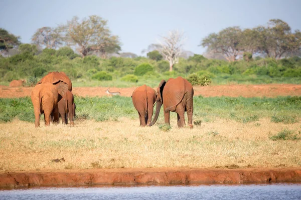 Μια μεγάλη οικογένεια κόκκινων ελεφάντων στο δρόμο τους μέσα από την Κένυα — Φωτογραφία Αρχείου
