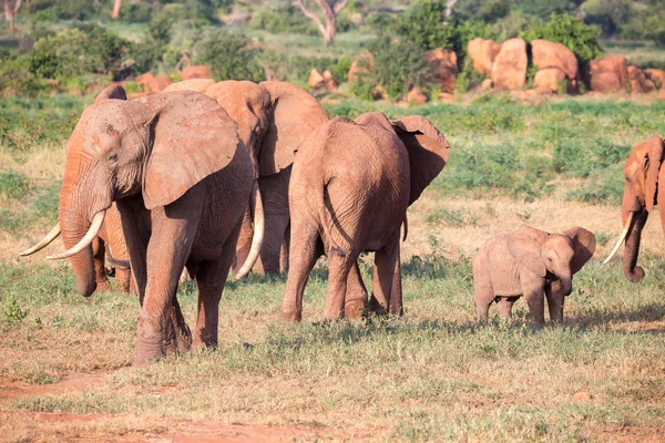 Kenya'dan geçerken büyük bir kırmızı fil ailesi. — Stok fotoğraf