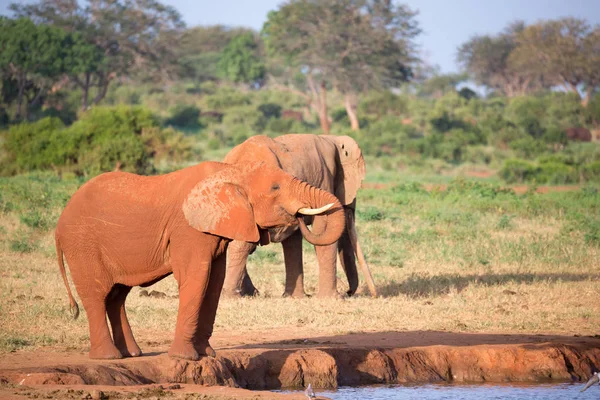 ツサボ東国立公園の大きな赤い象 — ストック写真
