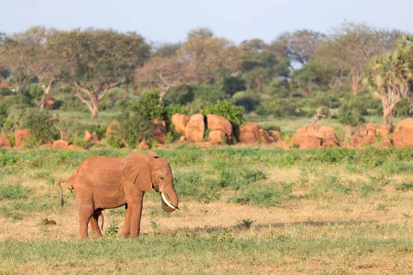 Grandes elefantes rojos en el Parque Nacional de Tsavo Este — Foto de Stock