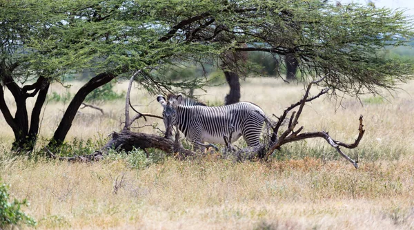 Μια ζέβρα που στέκεται κάτω από το δέντρο στο εθνικό πάρκο Samburu — Φωτογραφία Αρχείου