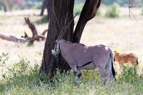 Rodina Oryx na pastvinách keňské savany — Stock fotografie