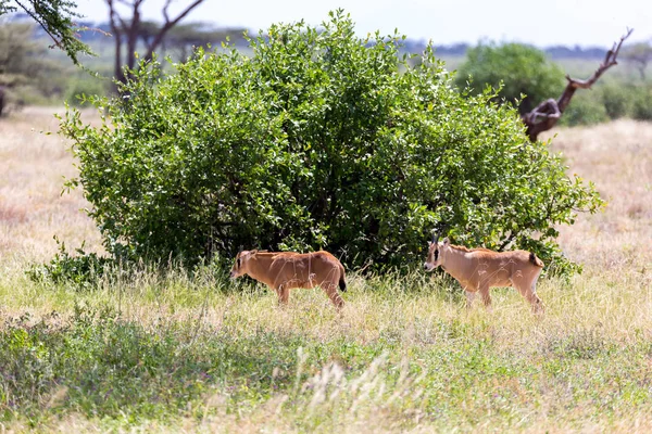 Rodina Oryx na pastvinách keňské savany — Stock fotografie