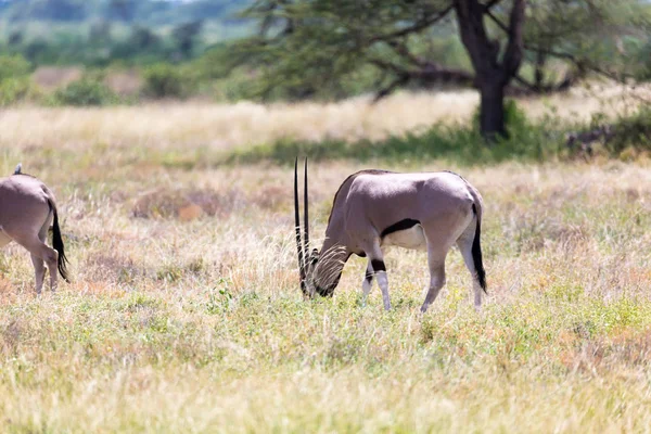 En Oryx familj i gräsmark av den kenyanska savannen — Stockfoto