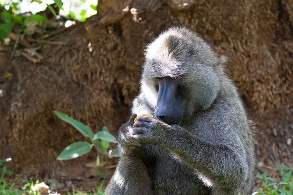 개코원숭이가 과일을 발견하고 그 위에 입을 다물다 — 스톡 사진