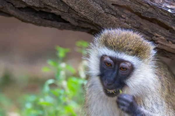 Um macaco vervet mordisca em uma lâmina de grama — Fotografia de Stock